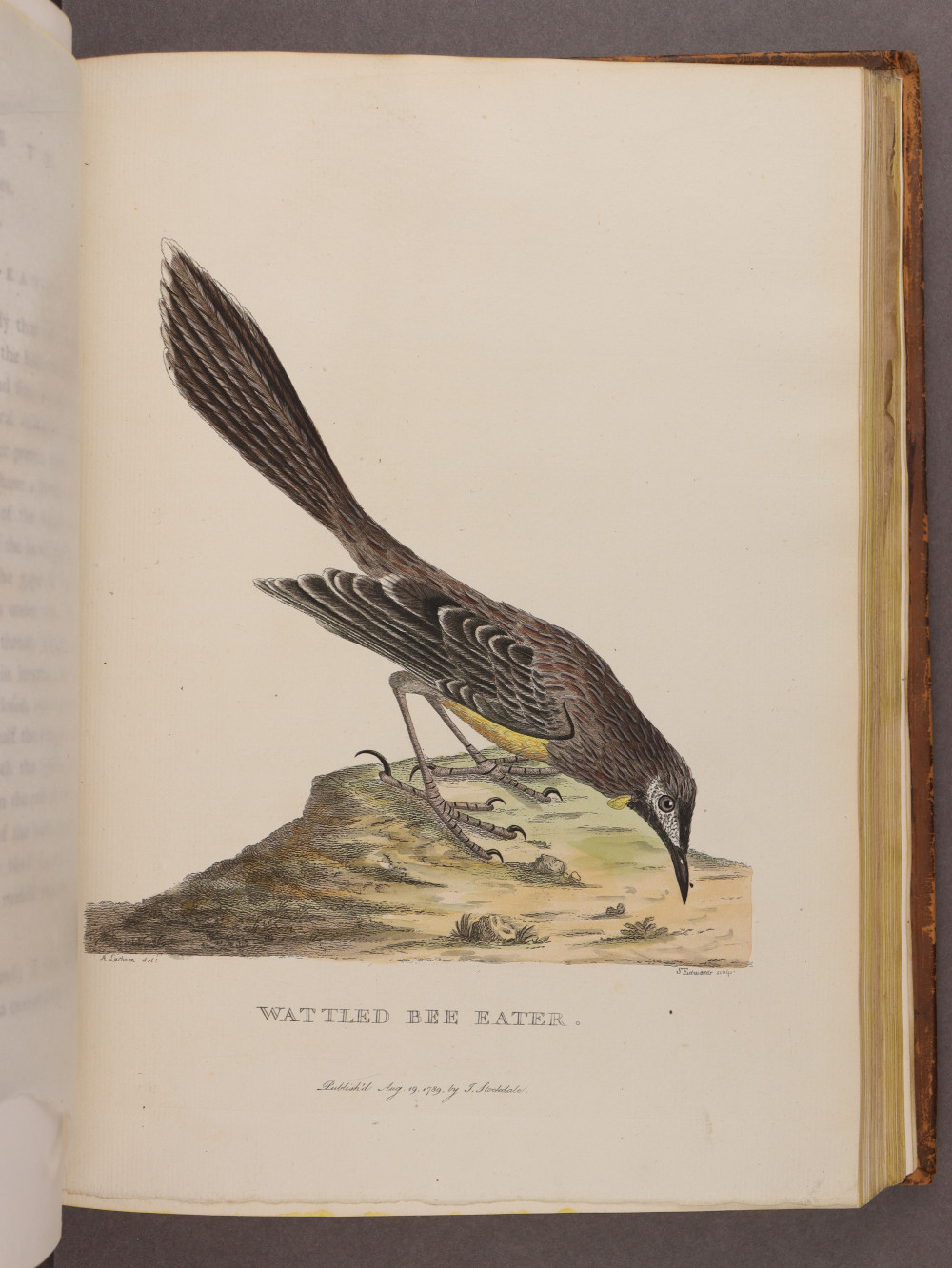 Plate 28